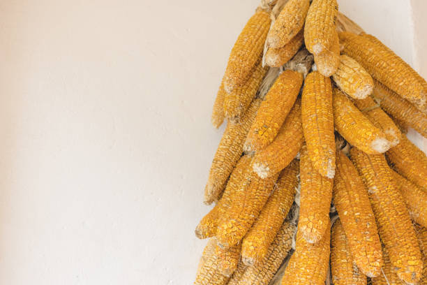 Bundle of Harvested Dried Corn Cobs Hanging on White Wall for Autumn Display.