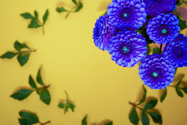 Dahlia flower bouquet on a yellow background. Blue buds top view