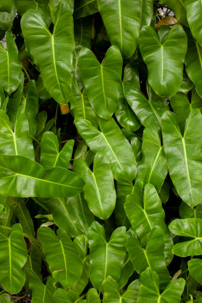 istock many philodendron leaves as background 2164010933