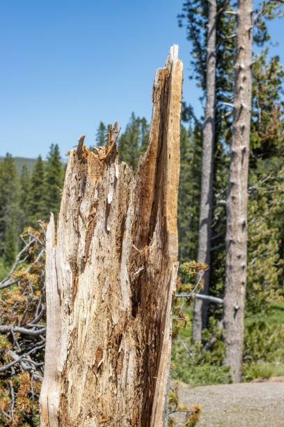 Tree Stump in Yellowstone National Park, Wyoming