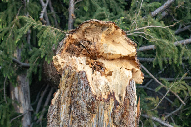 istock Tree Stump in Yellowstone National Park, Wyoming 2164011463
