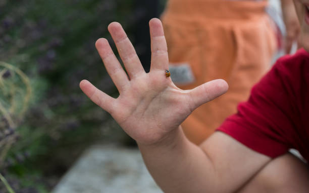 Ladybug crawling over hand of a 4-year-old child (close-up), nature, learning, education