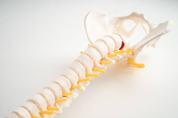 Close up of animal spine