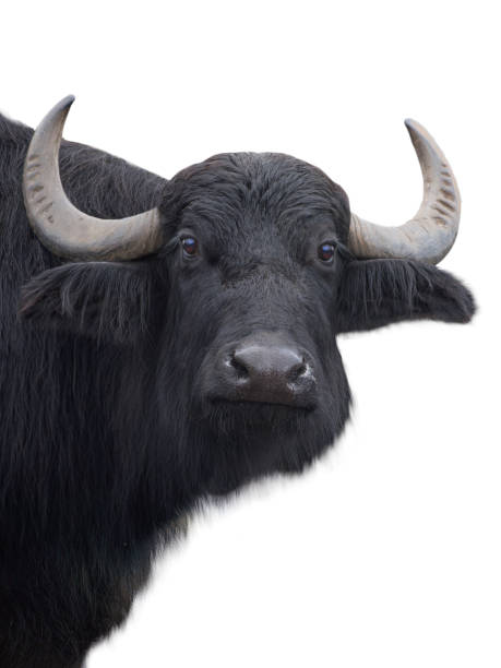 istock Carpathian buffalo isolated on a white 2164013127