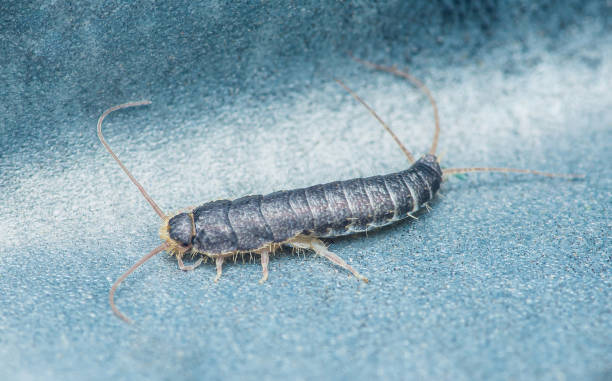 istock Lepisma saccharinum on floor. 2164013444
