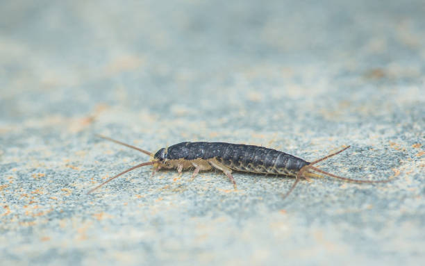istock Lepisma saccharinum on floor. 2164013447