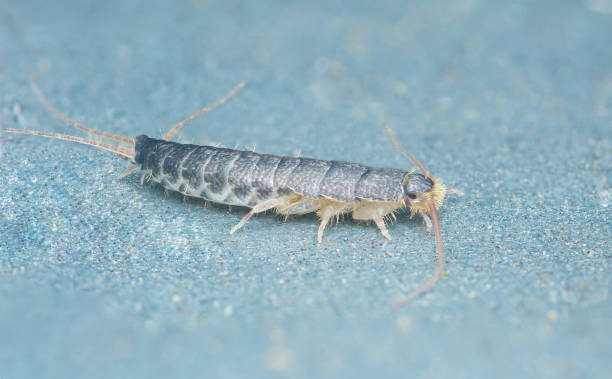 istock Lepisma saccharinum on floor. 2164013449