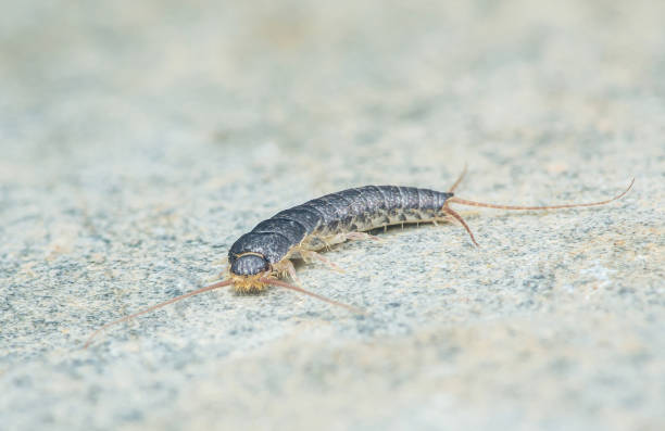 istock Lepisma saccharinum on floor. 2164013450