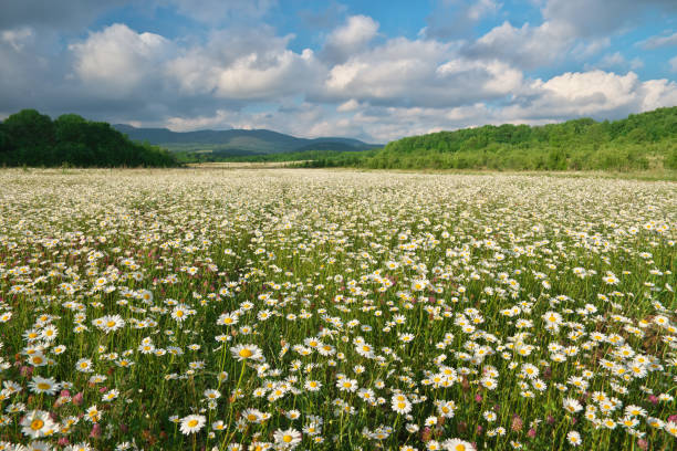 istock Beautiful chamomile meadow in mountain at sunset 2164013996