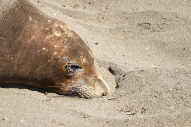istock seeelefanten in piedras blancas 2164014994