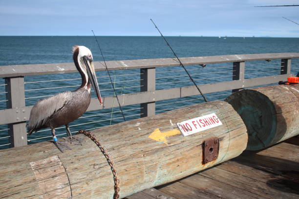 pier at Santa Barbara,  Pelikan der auf einem Holz sitzt, neben ihm ein Schild \