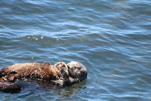istock Otter with cubs on the belly 2164015114