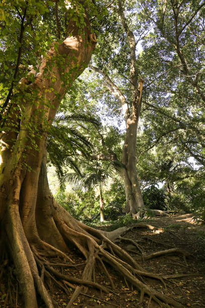 istock Majestic trees in the garden under the sun 2164016132