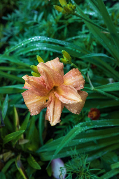 istock lily flower in the garden with raindrops 2164016199