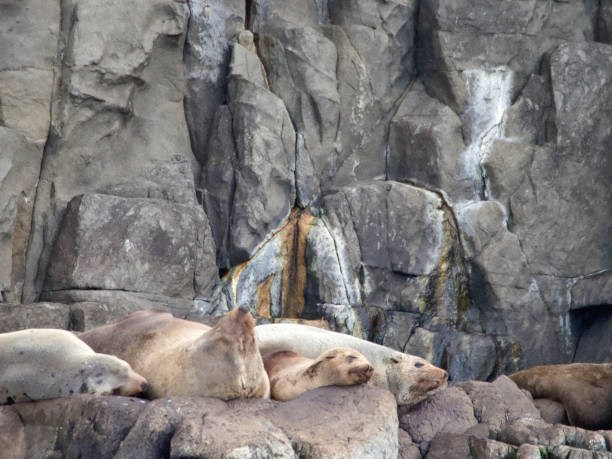 Horizontal closeup photo of large male fur seals resting up on grey brown dolomite rock platforms at the edge of the ocean on the East coast of Bruny Island, Tasmania, in Winter
