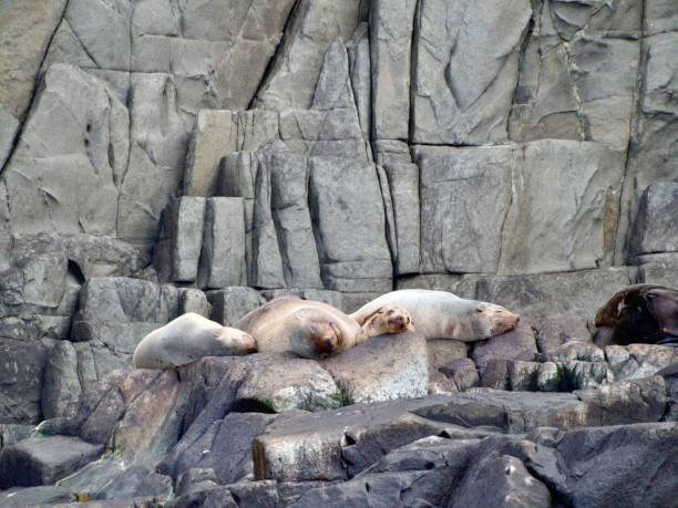 Horizontal closeup photo of large male fur seals resting up on grey brown dolomite rock platforms at the edge of the ocean on the East coast of Bruny Island, Tasmania, in Winter