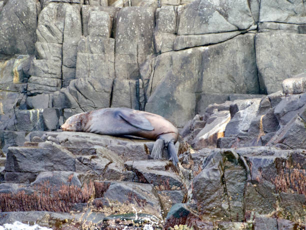 Horizontal closeup photo of large male fur seals resting up on grey brown dolomite rock platforms at the edge of the ocean on the East coast of Bruny Island, Tasmania, in Winter