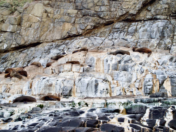 Horizontal closeup photo of male fur seals resting up on weathered grey brown dolomite rock platforms at the edge of the ocean on the East coast of Bruny Island, Tasmania, in Winter