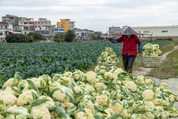 istock A female farmer is harvesting vegetables on the farm 2164017921