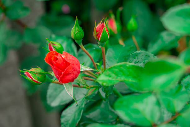 unfurling and developing rose flowers on a bush