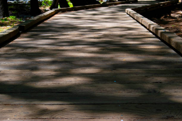 A wooden boardwalk constructed in the forests of Yosemite National Park in California.