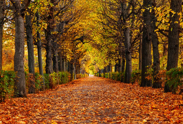 istock Empty alley covered by foliage in autumn park, Vienna, Austria 2164020730