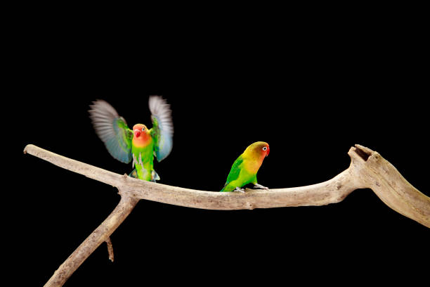 istock Fischer's Lovebirds flirting 2164022398