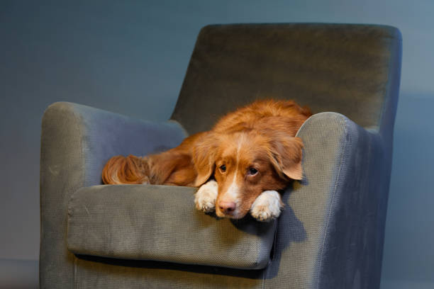 istock Nova Scotia Duck Tolling Retriever on Blue Chair 2164024251