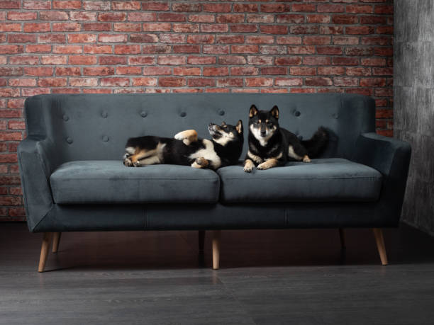 istock Shiba Inus Relaxing on Modern Sofa 2164024265