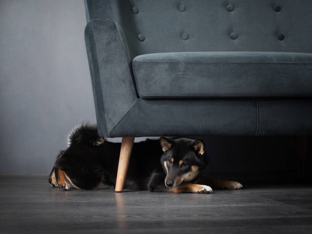 Shiba Inu dog under the sofa, demeanor contrasting with the urban-style backdrop of textured walls.