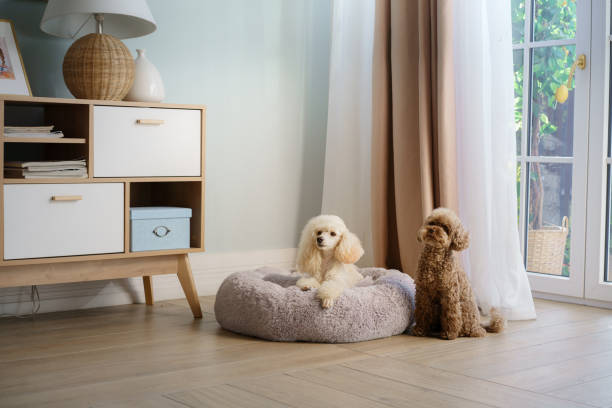 istock Two Poodles Relaxing in Sunlit Room 2164024273