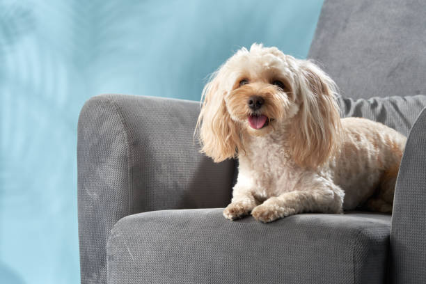 istock Small Fluffy Dog on Gray Armchair 2164024302