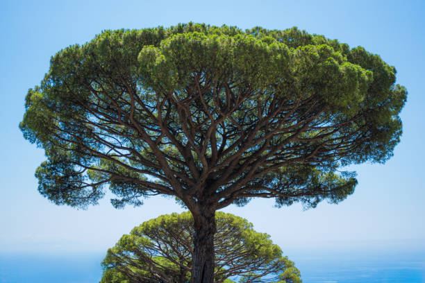 Pine tree with broad canopy on a clear sunny day by the sea