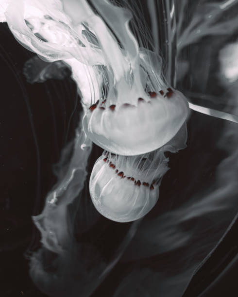 istock Ethereal Jellyfish in Vibrant Aquariums 2164025112