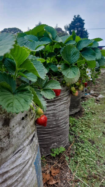 The Rise of Container Gardening