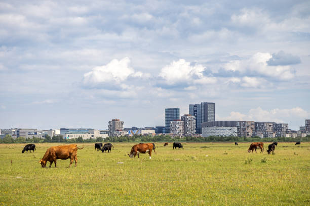 Grazing beef cattle on Kalvebod Commons - Kalvebod Fælled - in front of Ørestad, which is a new and modern residential suburb to Copenhagen
