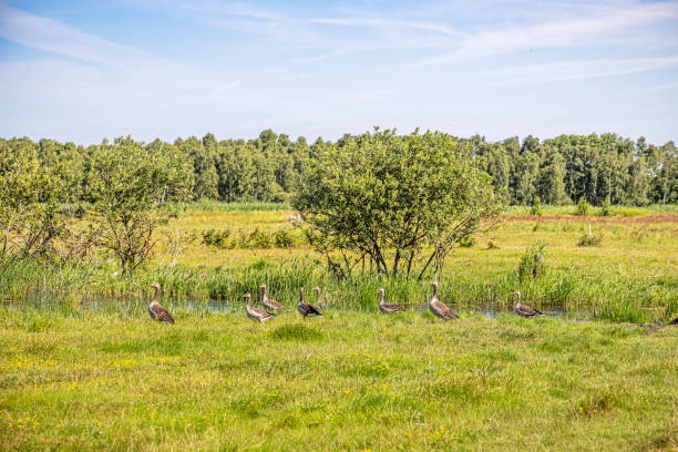 Group of graylag geese, Anser anser on Kalvebod Commons - Kalvebod Fælled  which today is an important nature reserve for the capital of Denmark