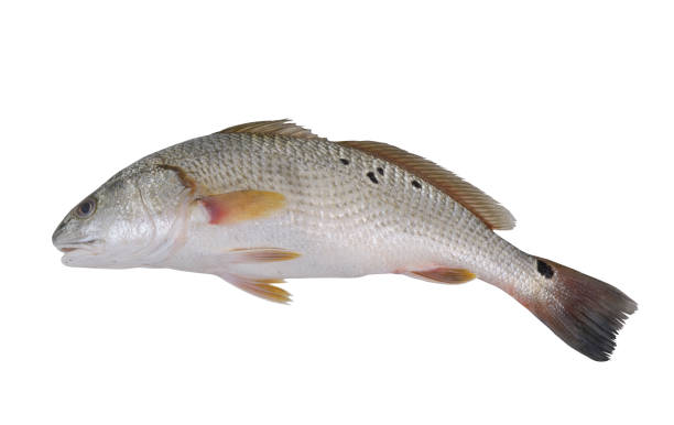 istock Red drum fish or redfish isolated on white 2164027110
