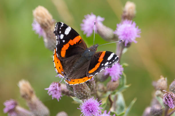 istock The red admiral (Vanessa atalanta) butterfly 2164028688
