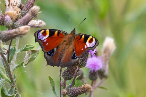 istock The peacock butterfly (Aglais io) 2164028922