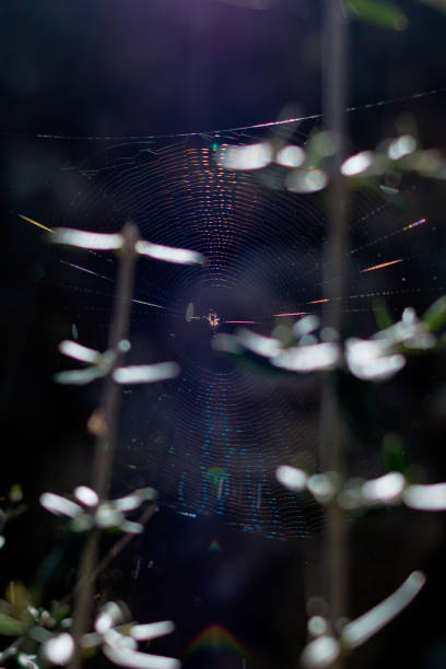istock spider waits for its prey in the spiderweb 2164029591
