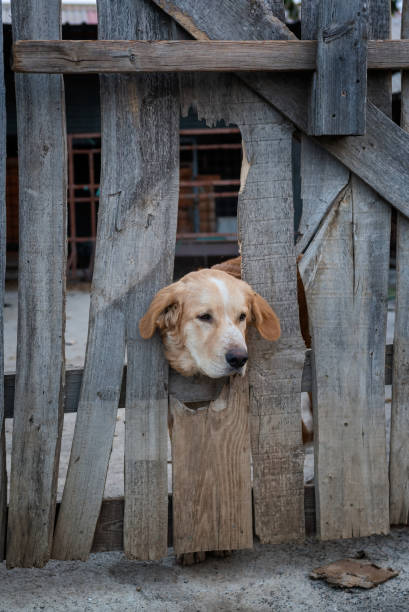 istock mastiff labrador dog leaning on a fence 2164029616