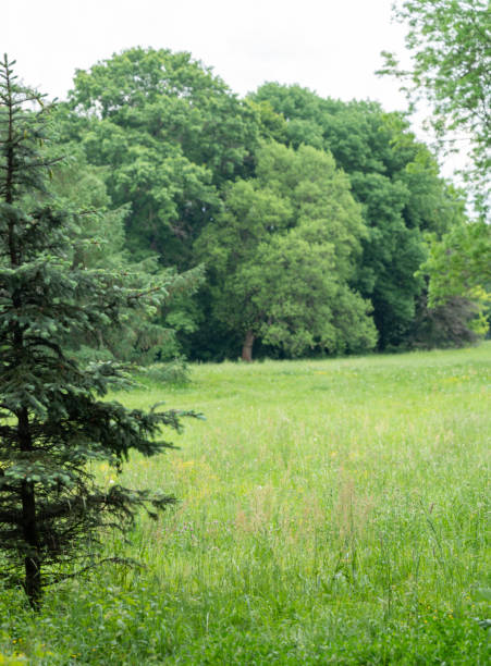 Spring Meadow Texture Background, Green Spring Landscape with Copy Space, Idyllic Meadow Banner, Springtime Pattern, Summer Park Panorama Mockup, Blurred Background
