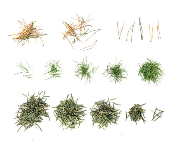 Background of pine leaves. Brown pine needles. Texture of leaves