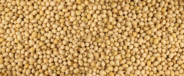 istock Raw dehydrated soybeans isolated on white background 2164032830