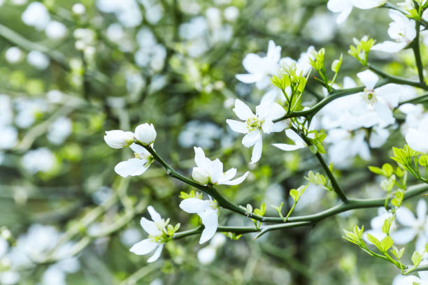 Nature background with spring flowers. Selective and soft focus.
