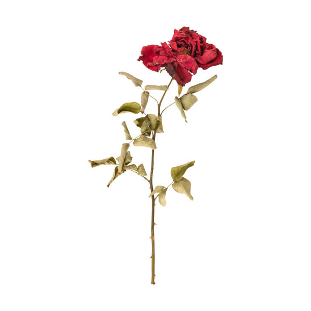 istock Close up a beautiful dry dead rose flower stem 2164034489