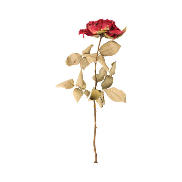 Dry dead rose flower stem isolated on white background