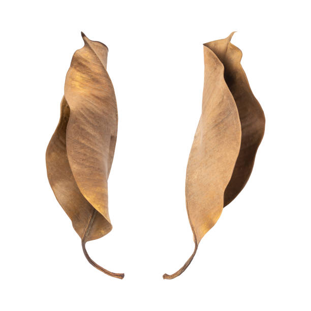 istock Collection of  wild dry leaves 2164034511