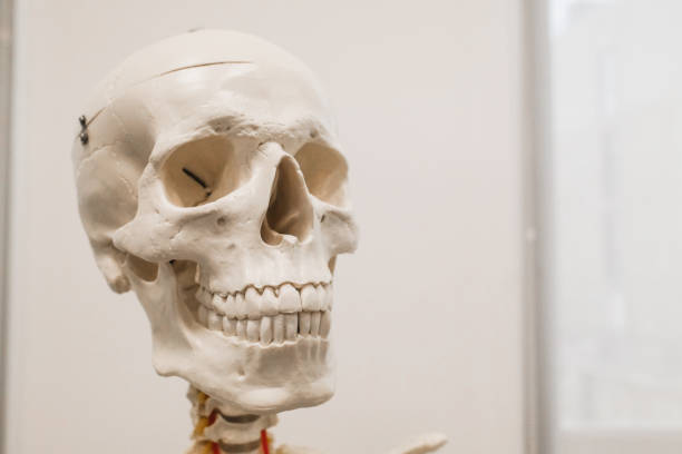 istock human skull model, human anatomy 2164034606